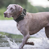 A gray dog wearing a black tactical collar runs through shallow water.