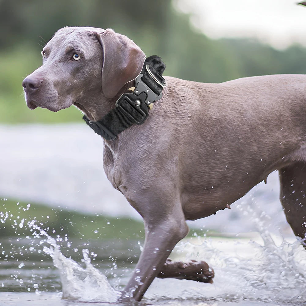 A gray dog wearing a black tactical collar runs through shallow water.