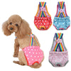 A fluffy light brown dog wearing colorful, striped physiological underwear with pink accents.