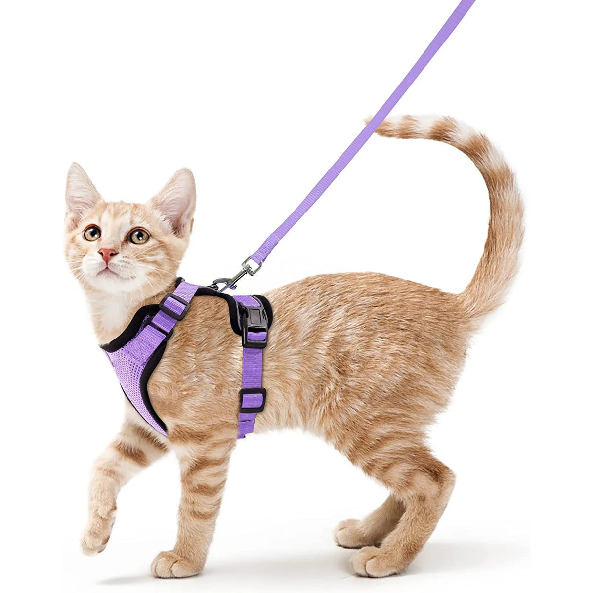 Kleine orange tabby Katze mit lila, verstellbarer Geschirr und Leine vor weißem Hintergrund.