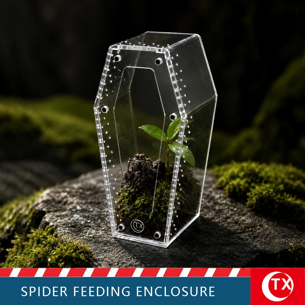 Clear acrylic spider feeding enclosure resting on a mossy rock.
