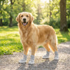 A golden retriever wearing gray breathable anti-slip dog walking shoes outdoors.