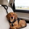 Un perro marrón claro está sentado en un asiento de coche beige con un cinturón de seguridad negro visible.