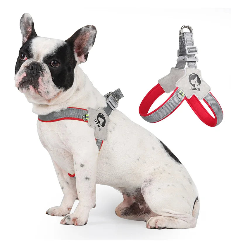 A white and black bulldog wearing a gray harness vest with an attached leash and collar.