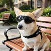 A light brown dog with large ears sits on a wooden bench wearing black UV protection sunglasses.