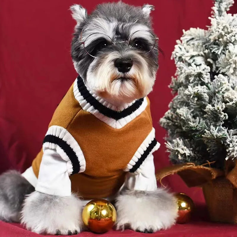 A small, gray and white dog wearing a brown knit vest with black trim, sitting on a red surface.