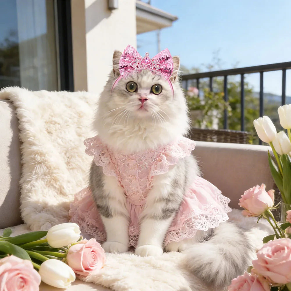 Flauschiger weißer und grauer Kater in einem rosa Spitzenkleid und Schleife sitzt auf einem hellen Sofa.