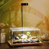 Terrarium transparent pour reptile avec substrat et plantes sur une base en bois.