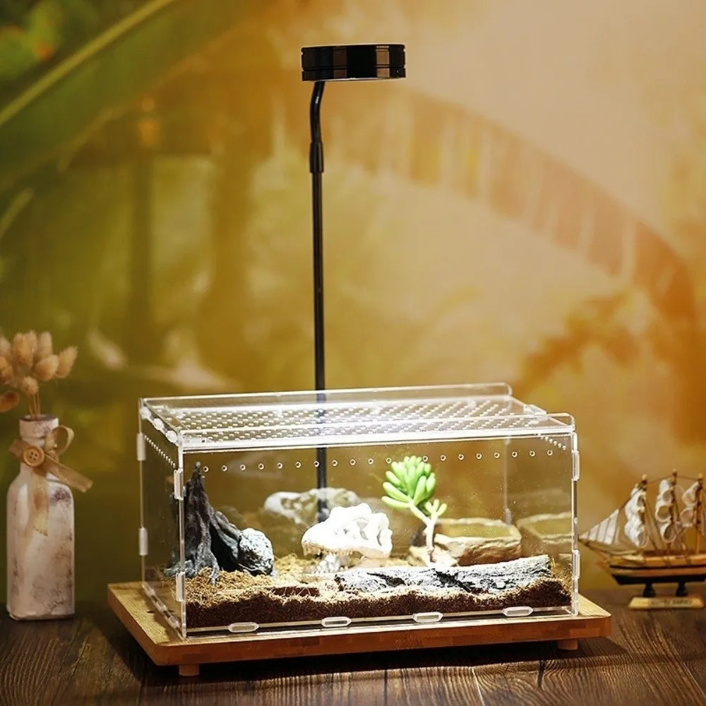 Terrarium transparent pour reptile avec substrat et plantes sur une base en bois.