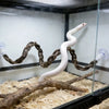 A white lizard is climbing a woven hammock inside a glass enclosure with wood branches and substrate.