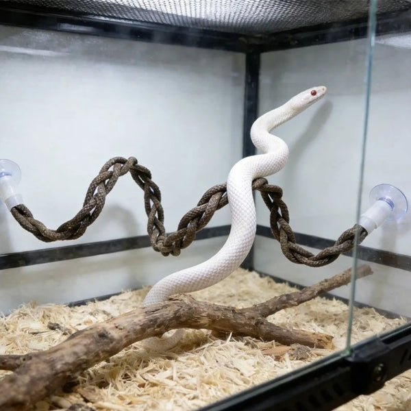 A white lizard is climbing a woven hammock inside a glass enclosure with wood branches and substrate.