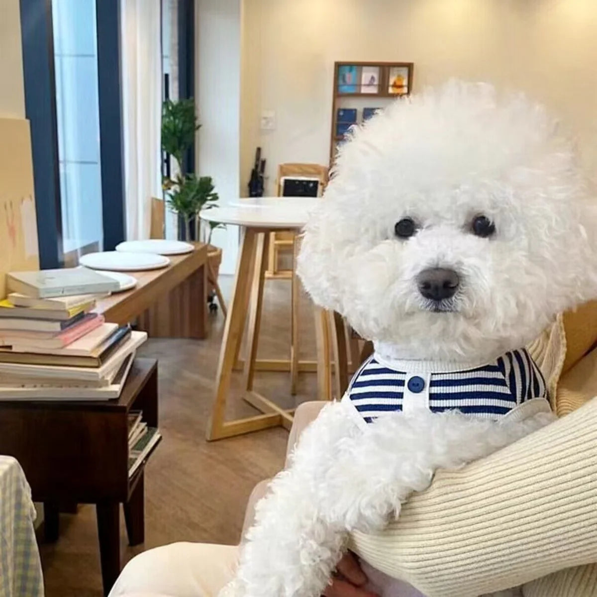 A fluffy white dog is resting on a person's lap, wearing a striped waffle knit tank top.