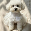 A fluffy white dog wearing an elegant white pet princess dress with lace trim and a bow.