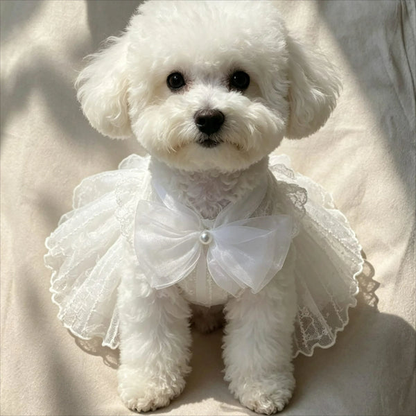 Un perro blanco esponjoso vistiendo un elegante vestido de princesa para mascotas blanco con ribetes de encaje y un lazo.