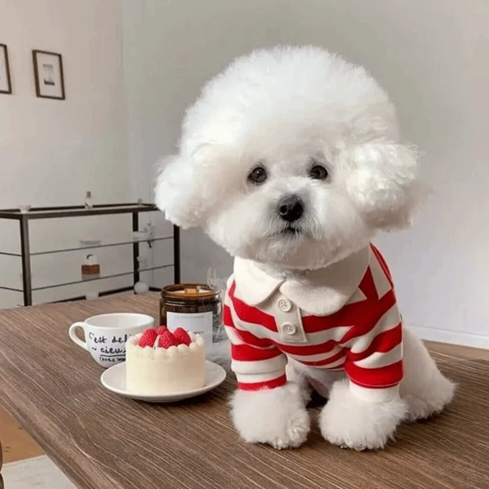 A fluffy white dog wearing a red and white striped hoodie sits on a wooden table.