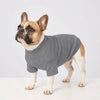 A fawn and white bulldog wearing a gray cozy winter sweater.