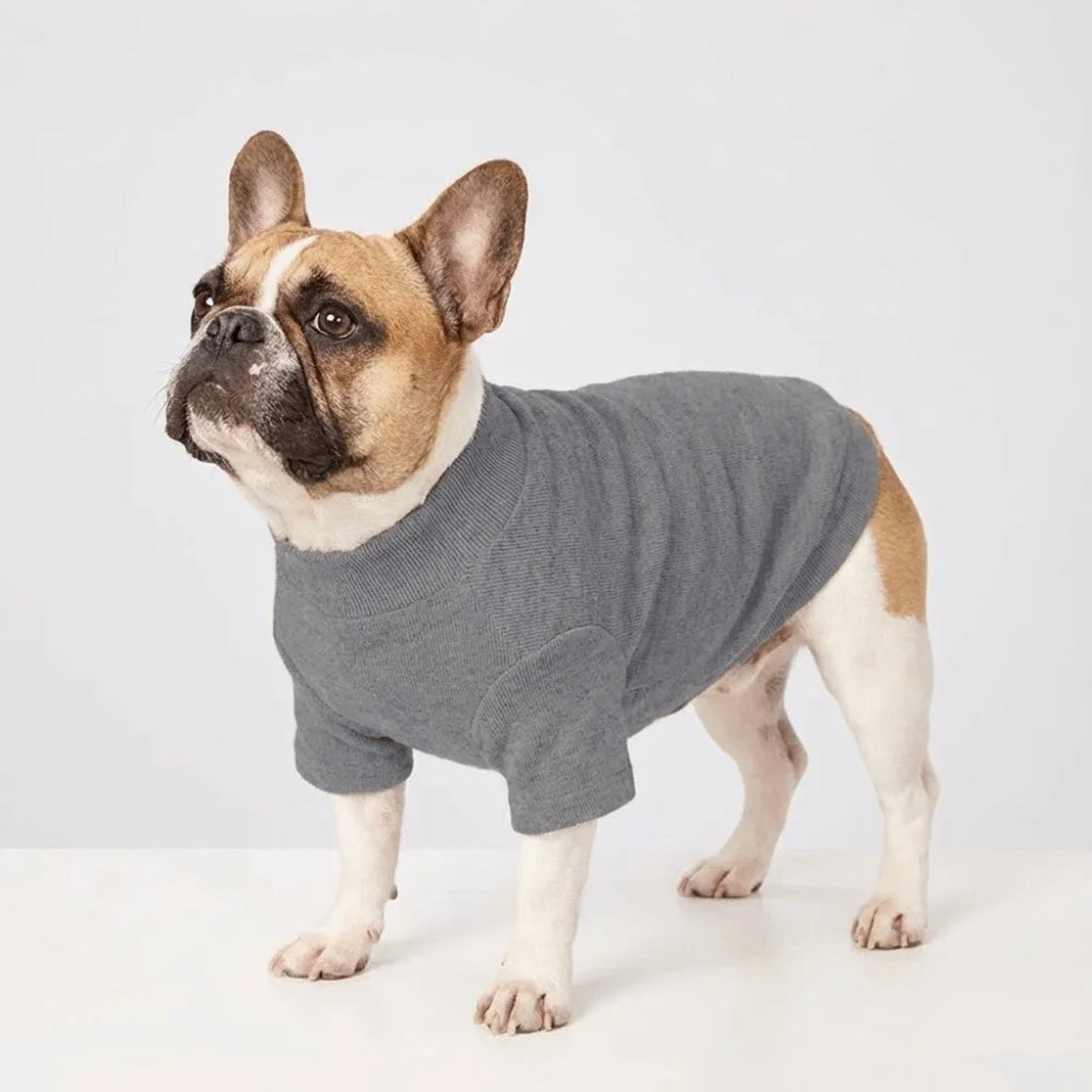 A fawn and white bulldog wearing a gray cozy winter sweater.