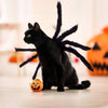 A black cat with a Halloween spider costume is sitting on a light surface near a carved pumpkin.