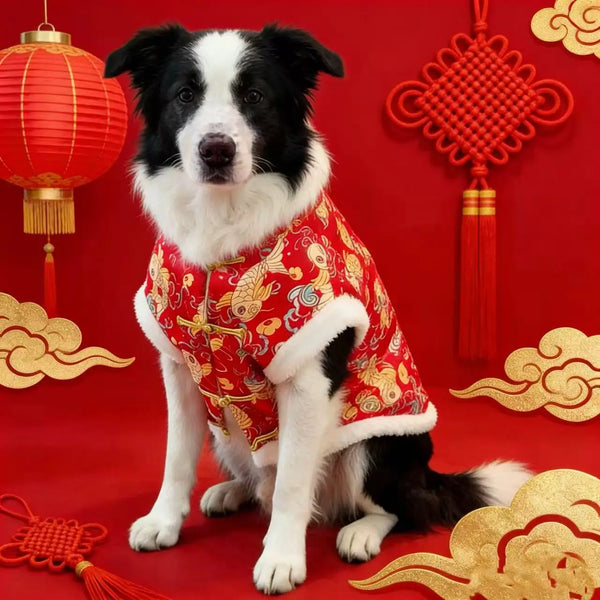 A black and white dog wearing a red patterned traditional Chinese style hoodie against a red background.