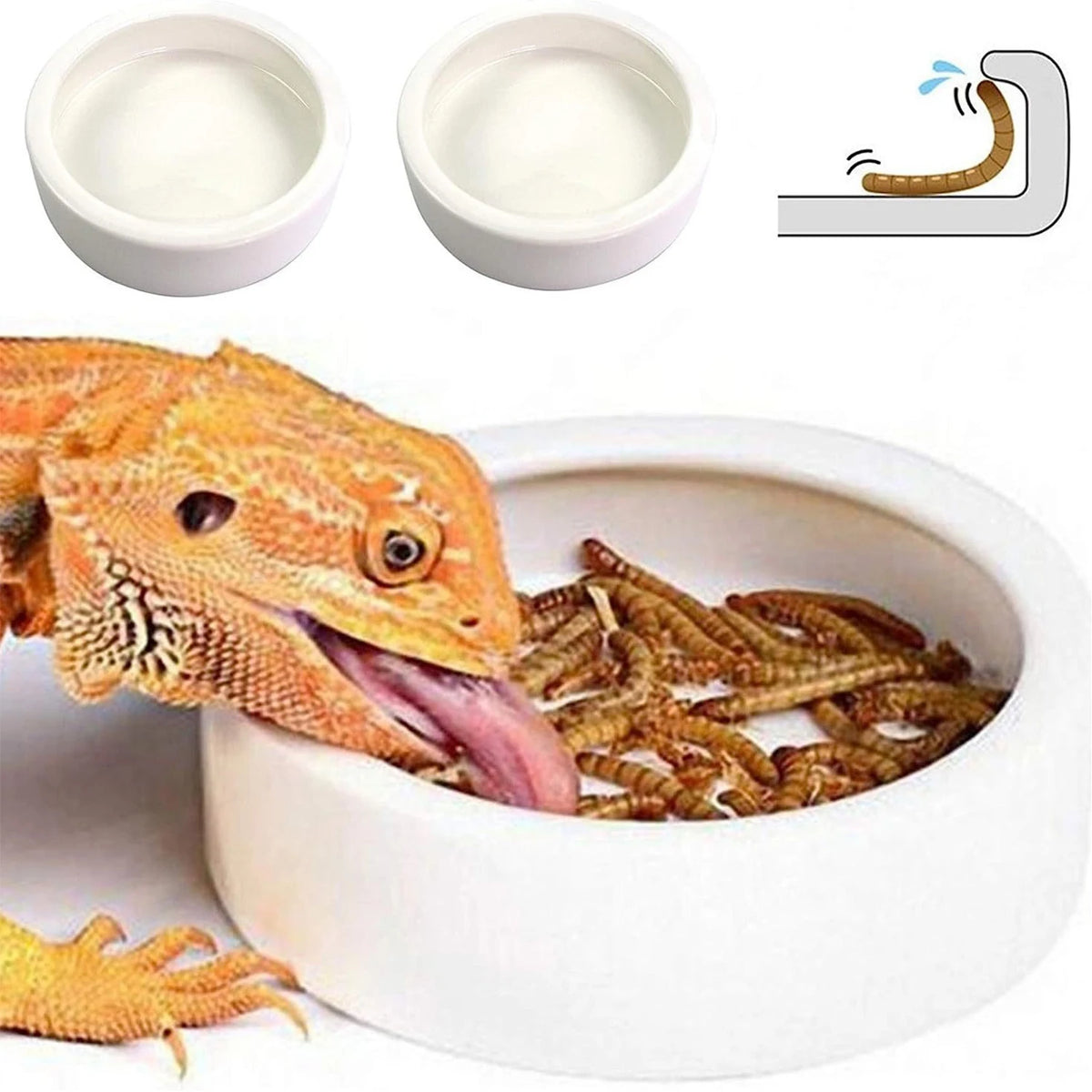 A ceramic reptile feeding and watering bowl filled with dried insects, next to a small white bowl and an illustration of an e