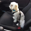 Un perro blanco con un arnés de seguridad negro sentado en el asiento trasero de un coche.