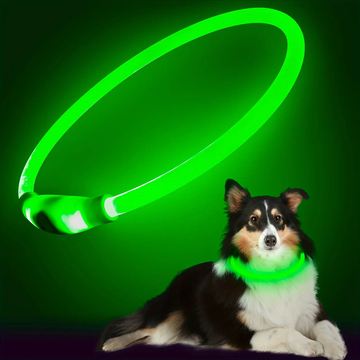 Un chien portant un collier LED vert vif sur un fond vert foncé.