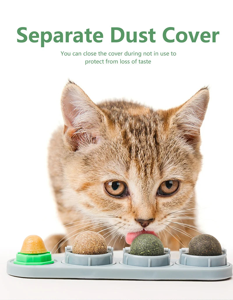 A small tabby kitten is positioned near several silicone licking balls for dental health and play.