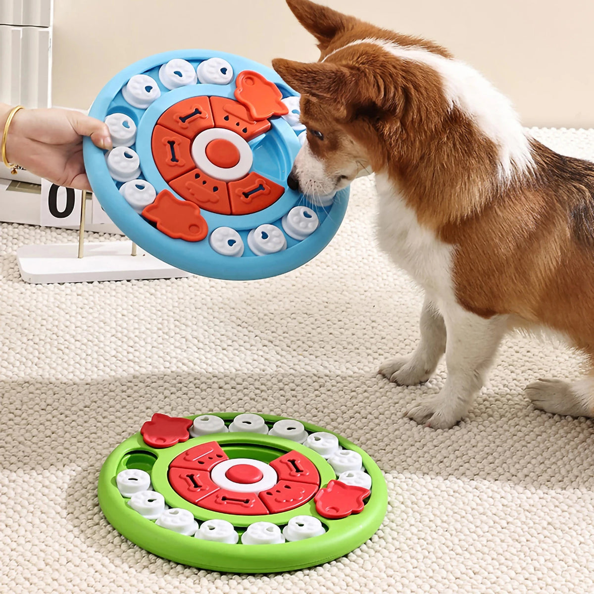 Ein braunes und weißes Hund spielt mit einem blauen Puzzle-Futterspielzeug zum langsamen Essen.