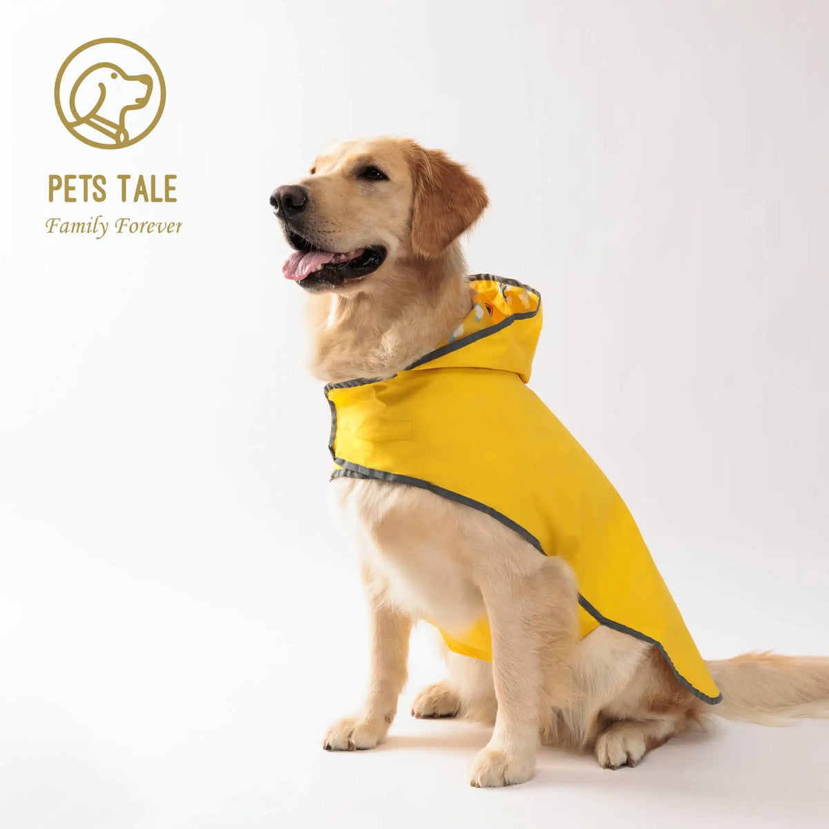 A golden retriever wearing a yellow all-weather dual-sided dog raincoat.