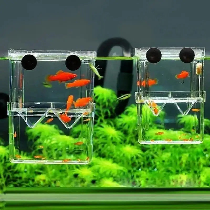 Bocal transparent d'isolement pour la reproduction contenant des guppys et d'autres petites formes de vie aquatique.