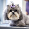 A fluffy gray dog wearing a purple bow is sitting on a surface.