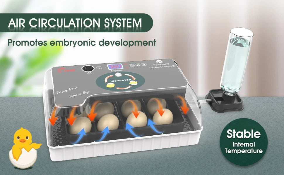 Incubateur automatique en plastique transparent avec plusieurs œufs en développement, favorisant le développement embryonnair