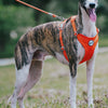 A dog wearing an orange harness standing outdoors, with text indicating the product is a Makaron Series traction rope.