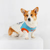 A small, fluffy Shiba Inu dog wearing a light blue and orange pet vest.