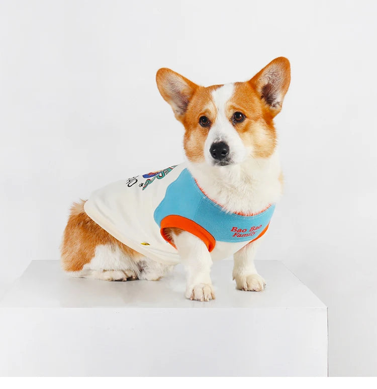 A small, fluffy Shiba Inu dog wearing a light blue and orange pet vest.