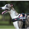 A dog wearing a black service dog harness is pictured outdoors.