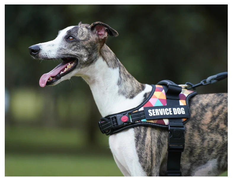 A dog wearing a black service dog harness is pictured outdoors.