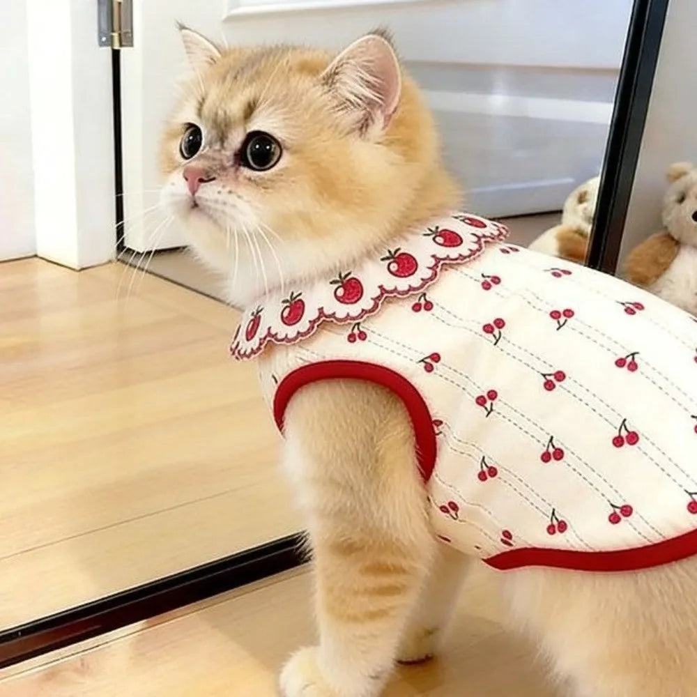 A fluffy orange tabby cat wearing a white vest with a red ruffled strawberry print collar.