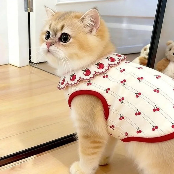 A fluffy orange tabby cat wearing a white vest with a red ruffled strawberry print collar.