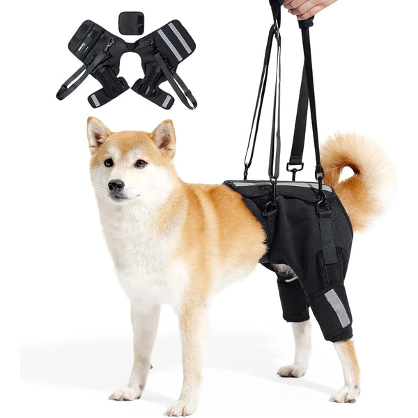 A light-colored dog is wearing a black heavy duty rear leg support harness with attached straps.