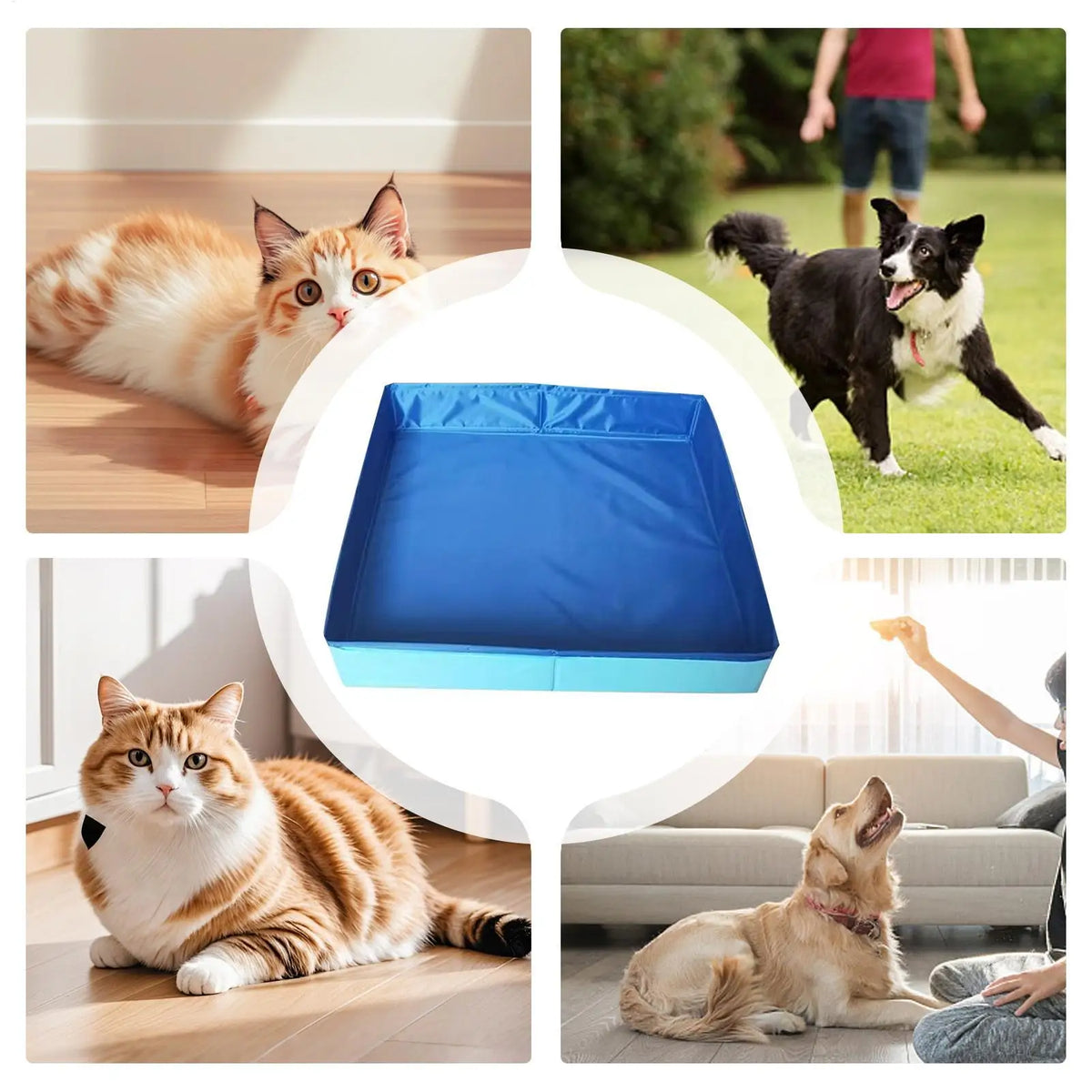 A foldable pet wading pool shown in various contexts with cats and dogs.