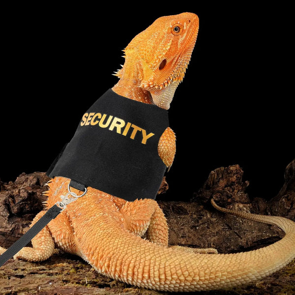 Un dragón barbudo naranja con un arnés y correa de seguridad negra, descansando sobre madera oscura.