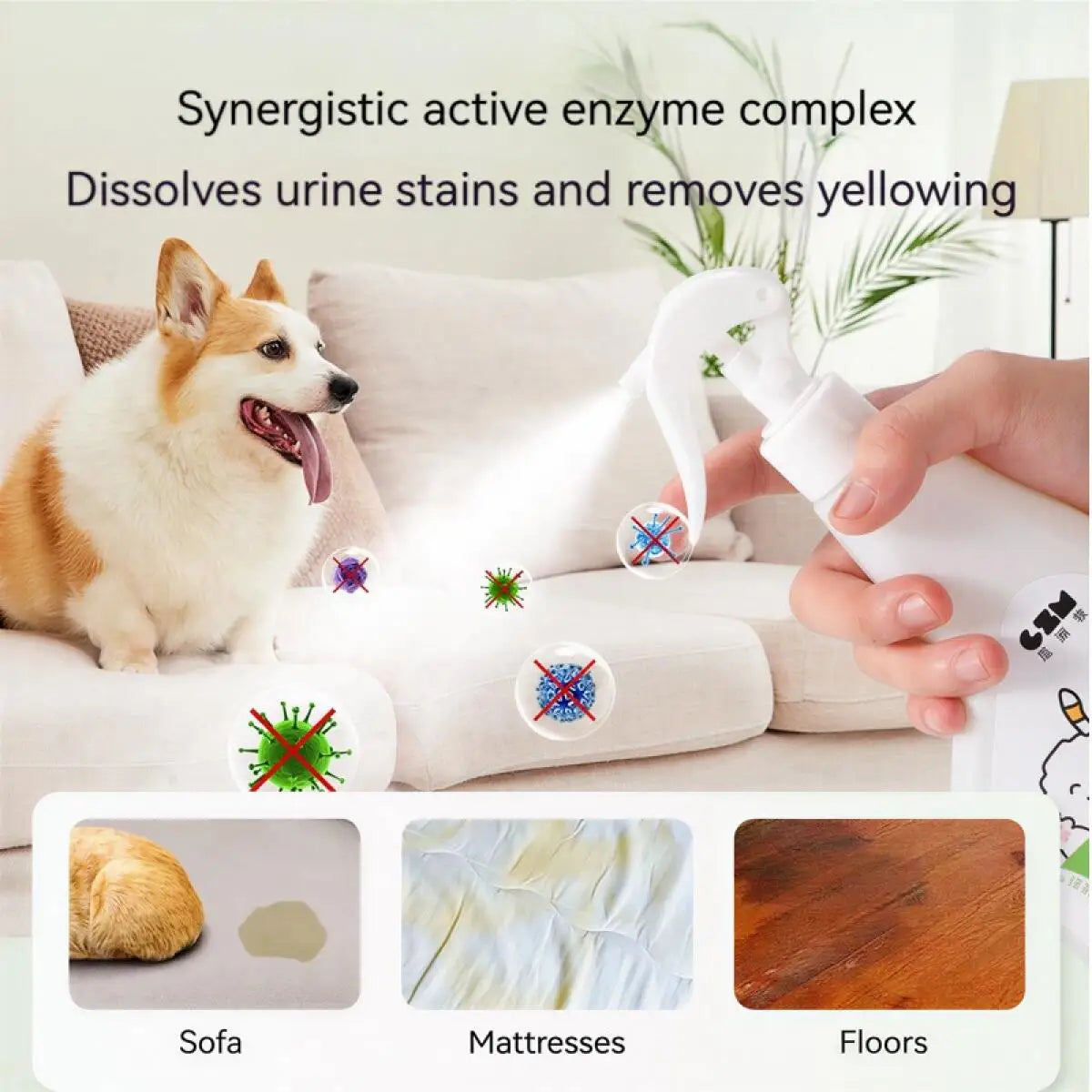 A hand is spraying a synergistic active enzyme complex onto a sofa, mattress, or floor to dissolve stains and remove yellowin