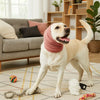 A white dog stands on a rug with a pink fabric earmuff around its neck and a rope toy.