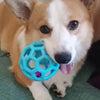 A cute Shiba Inu dog is holding a blue rubber chew ball with a bell.