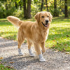 A golden retriever wearing breathable anti-slip dog walking shoes on a gravel path in a park.