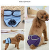 A fluffy brown dog wearing purple reusable diapers with blue trim, shown in various angles.