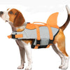 A brown and white dog wearing an orange and gray buoyancy life jacket for swimming.