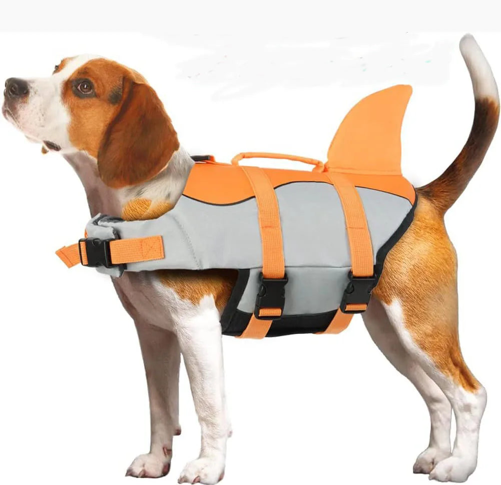 A brown and white dog wearing an orange and gray buoyancy life jacket for swimming.