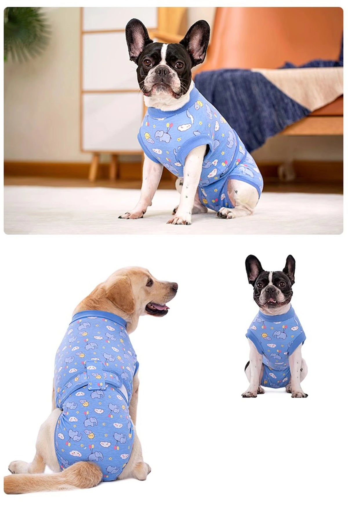 A black and white dog wearing a blue patterned recovery suit for post-surgery protection.